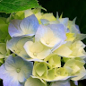 Meet your Posher, Loshina123